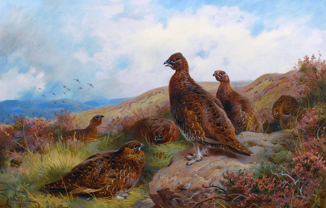 Photo wallpaper grass, stones, bird, picture, Scottish painter, Archibald Thorburn, Archibald Thorburn,, Red partridges