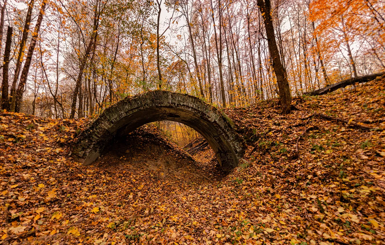 Photo wallpaper forest, bridge, autumn, leaves