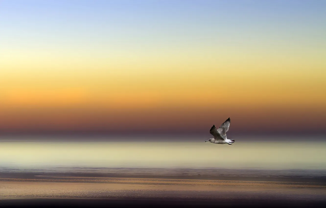 Photo wallpaper sea, the sky, flight, bird, shore, seagulls, wings