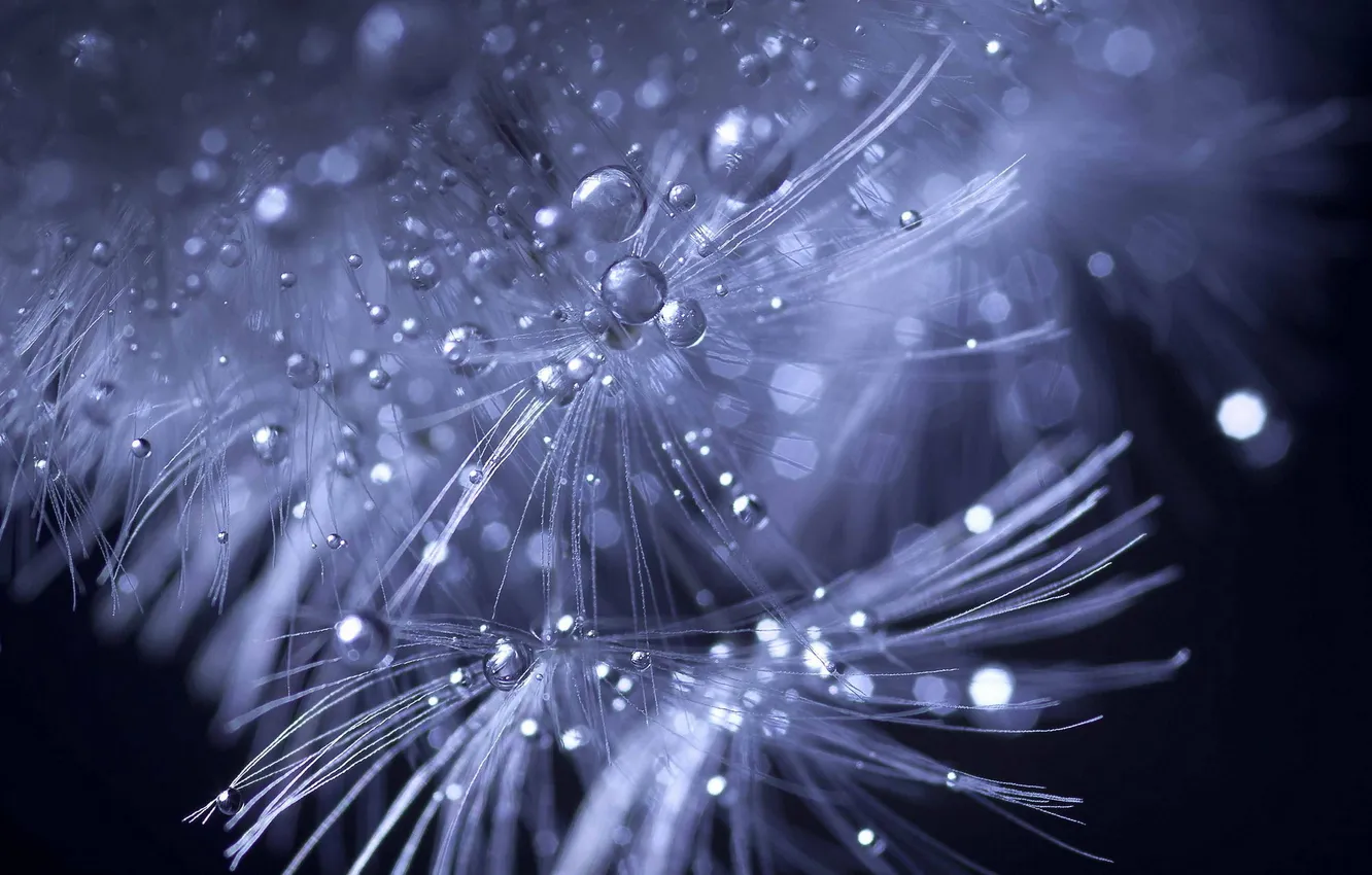 Photo wallpaper drops, macro, flowers