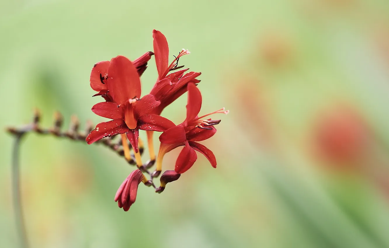 Photo wallpaper summer, flowers, nature