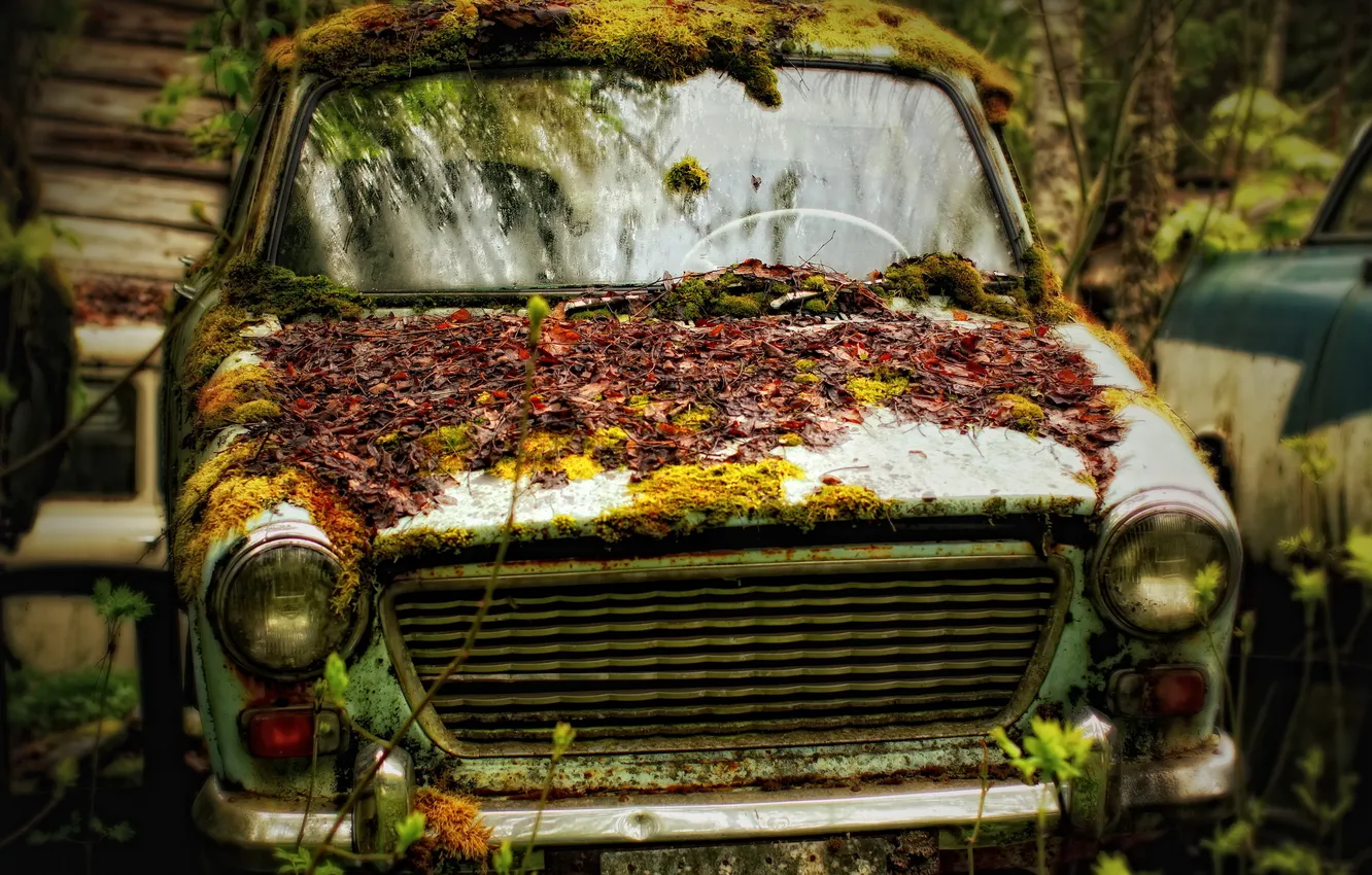 Photo wallpaper machine, moss, scrap