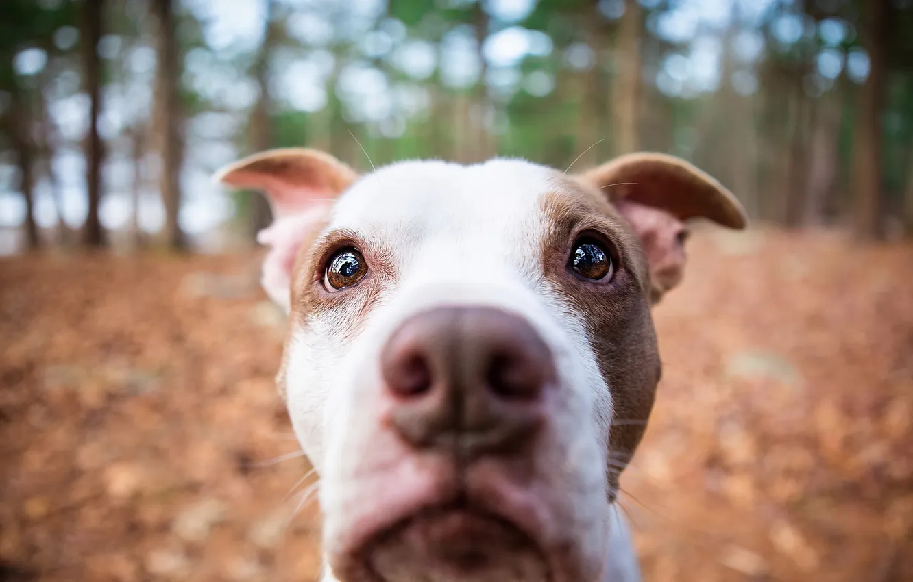 Photo wallpaper face, macro, dog