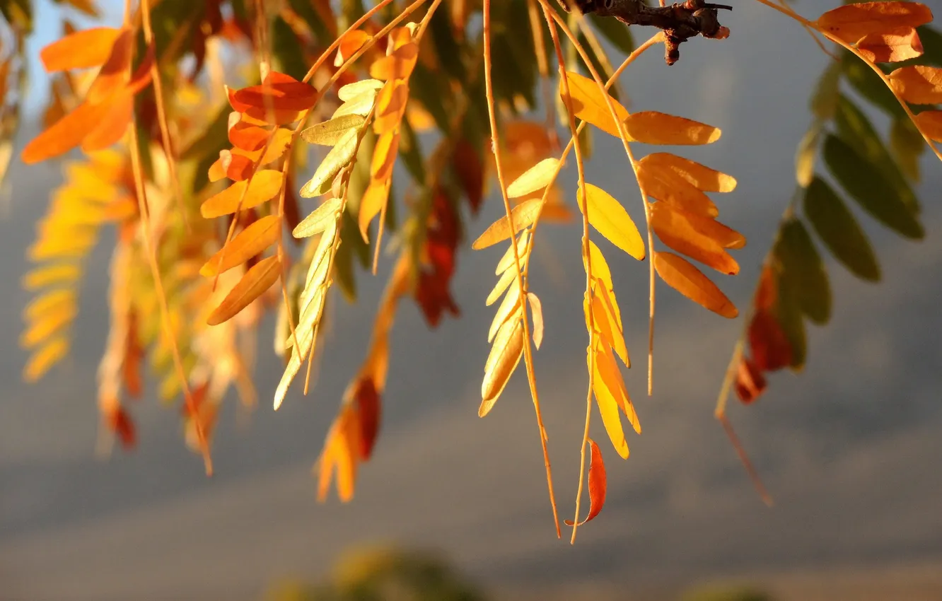 Photo wallpaper autumn, leaves, sunset, branches