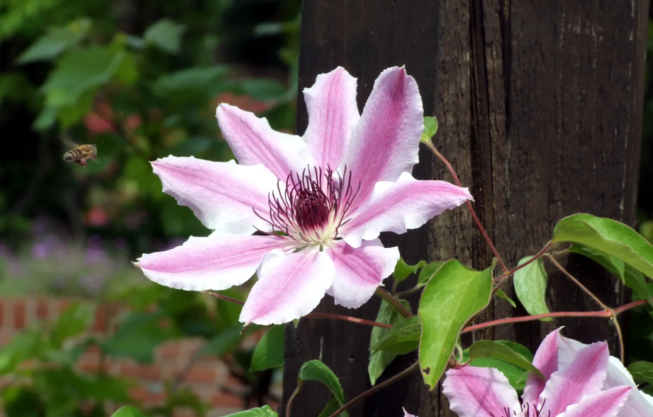 Photo wallpaper flower, garden, bee, Clematis, Approach