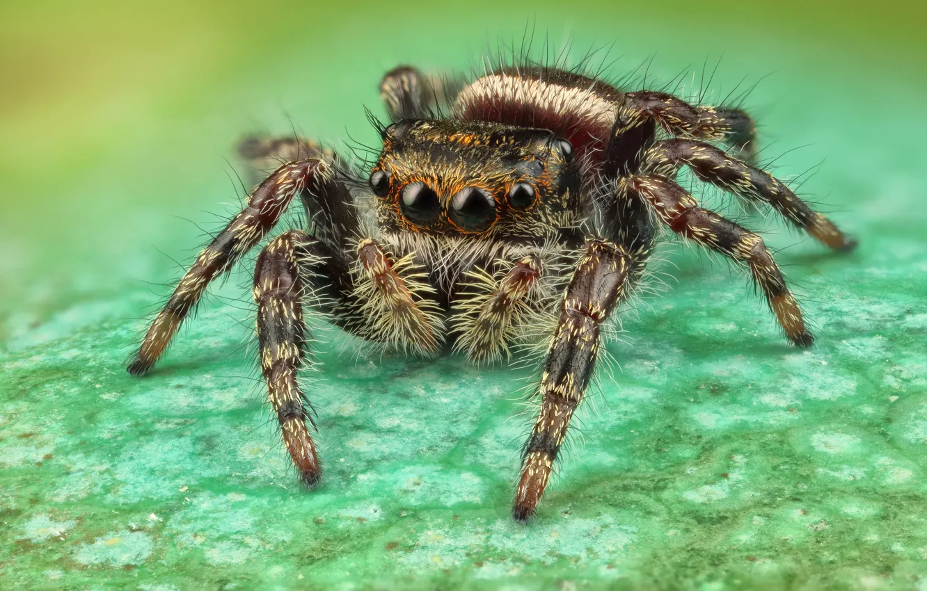 Photo wallpaper eyes, macro, surface, pose, green, background, legs, spider