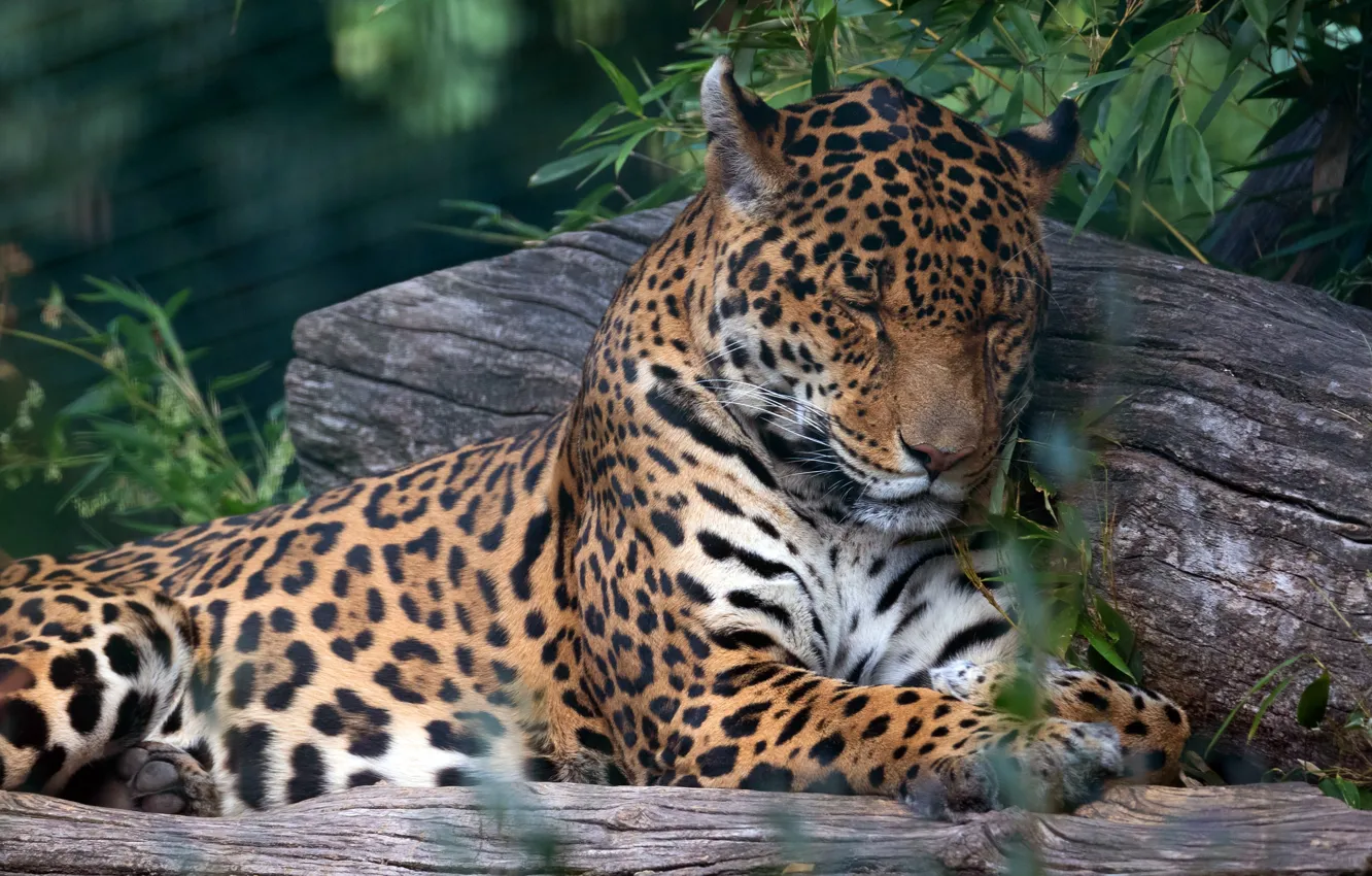 Photo wallpaper face, leaves, branches, pose, stay, sleep, paws, sleeping