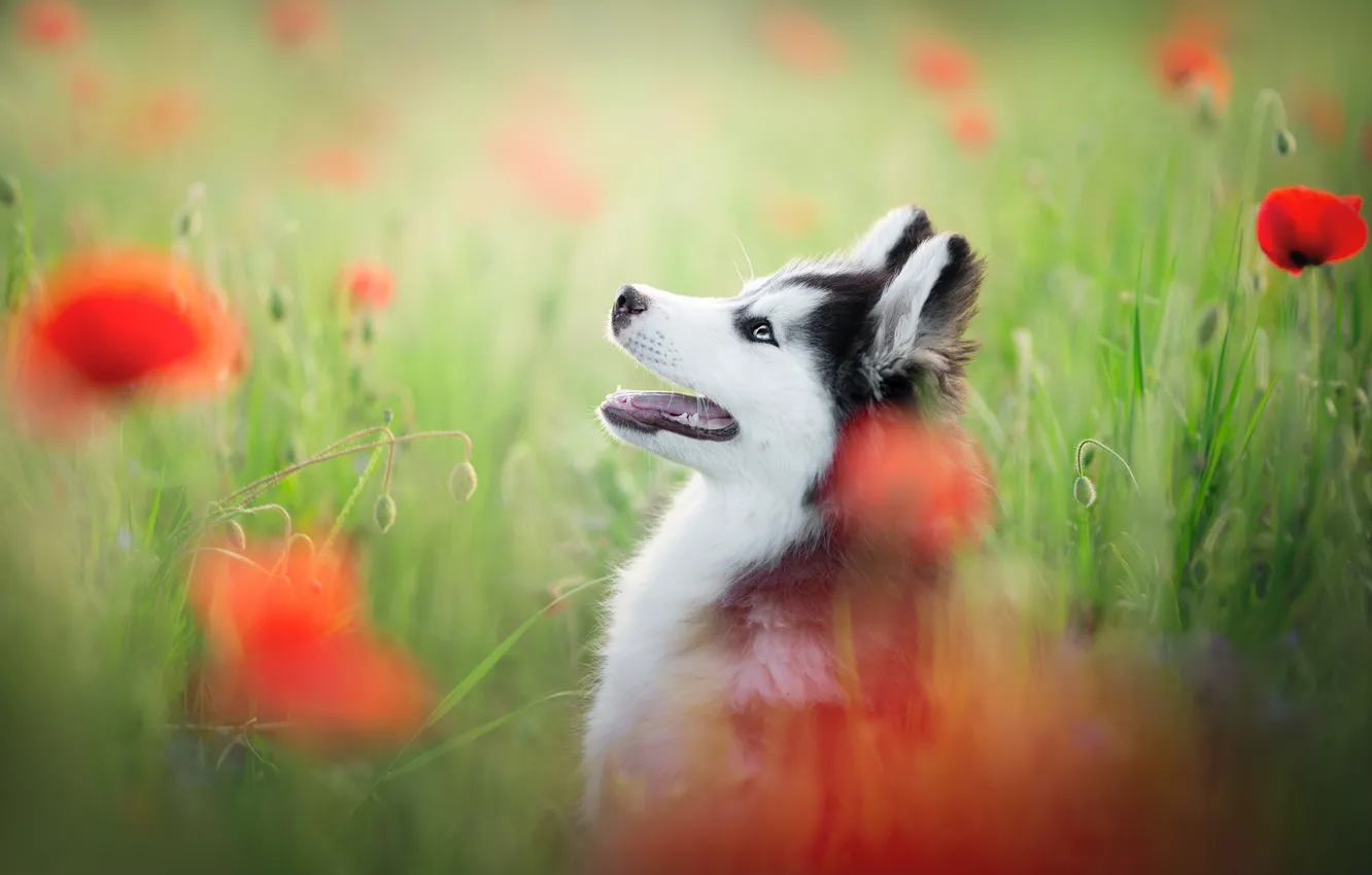 Photo wallpaper face, flowers, Maki, portrait, dog, blur, profile, Husky