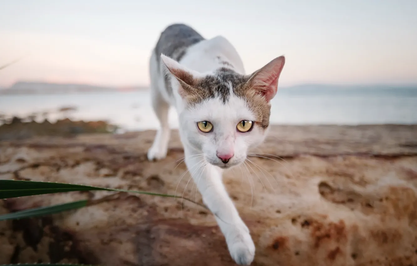 Photo wallpaper cat, look, background