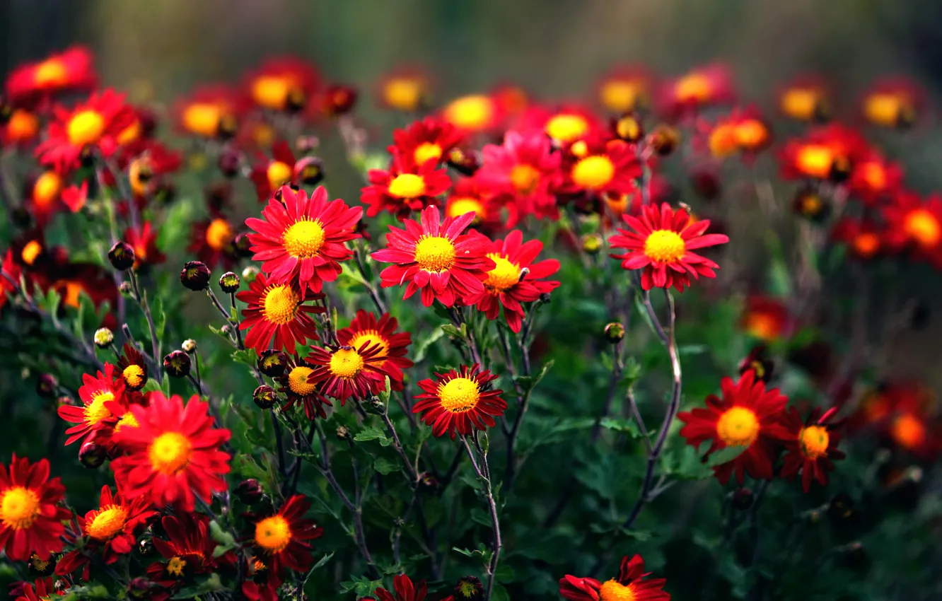 Photo wallpaper red, petals, chrysanthemum, bokeh