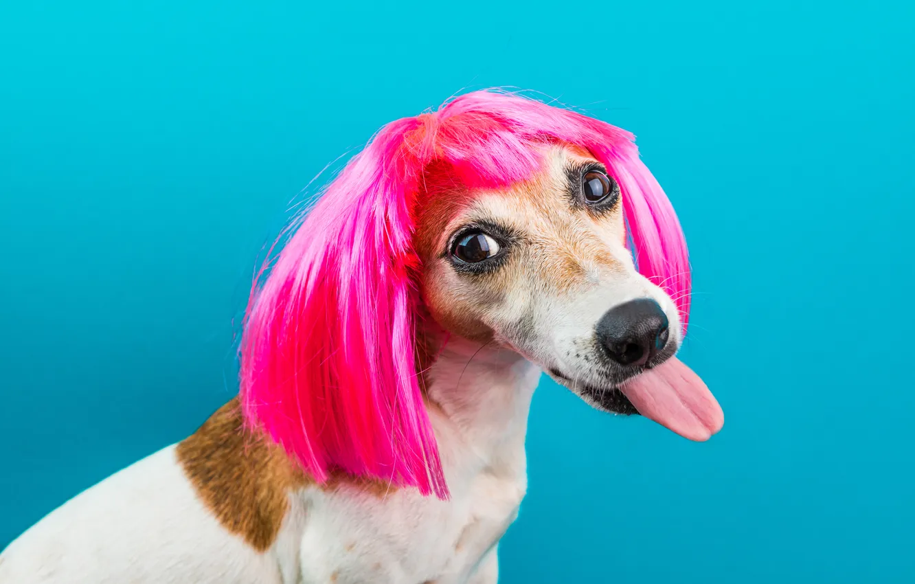 Photo wallpaper puppy, look, fuchsia wig