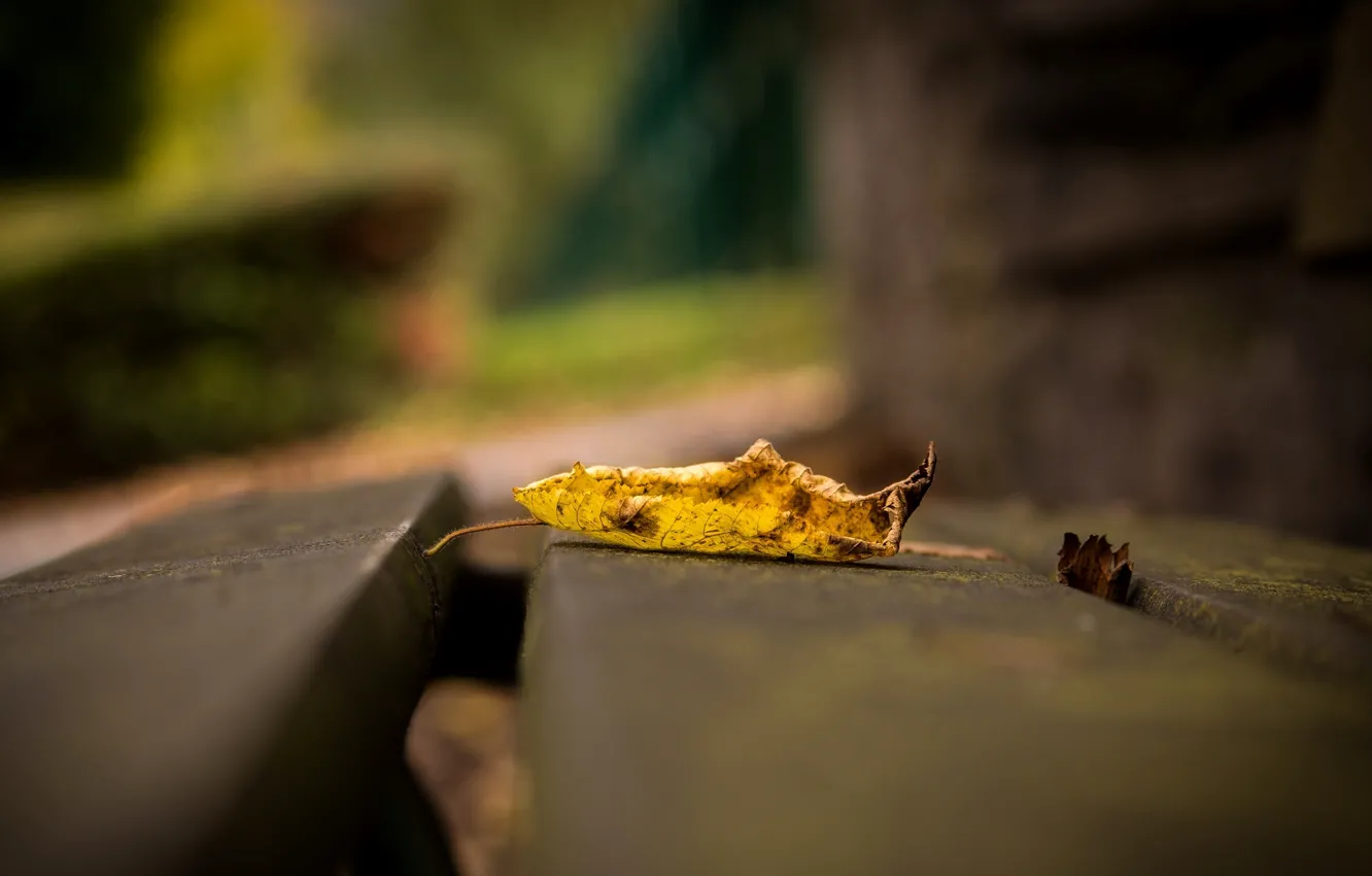 Photo wallpaper leaves, macro, yellow, background, widescreen, Wallpaper, leaf, wallpaper