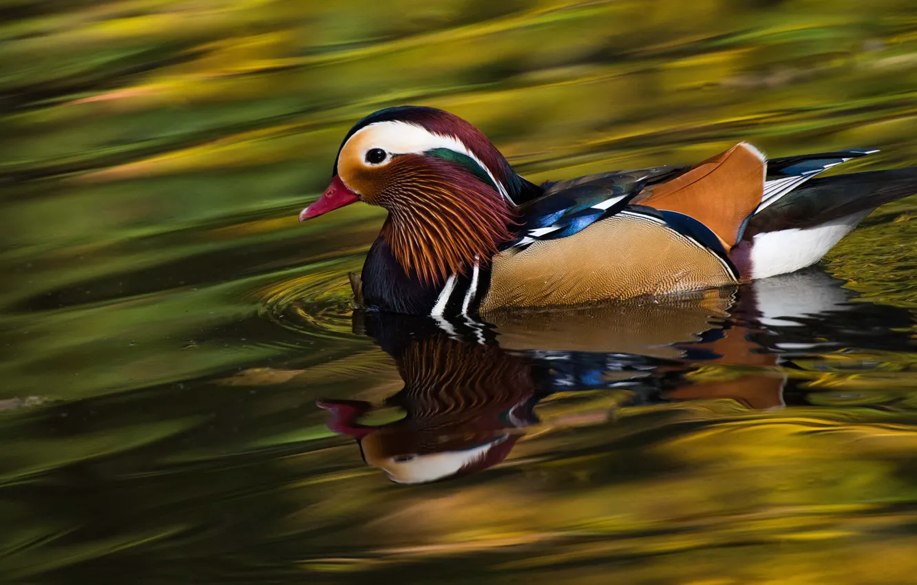 Photo wallpaper water, nature, pond, reflection, background, bird, duck, divorce