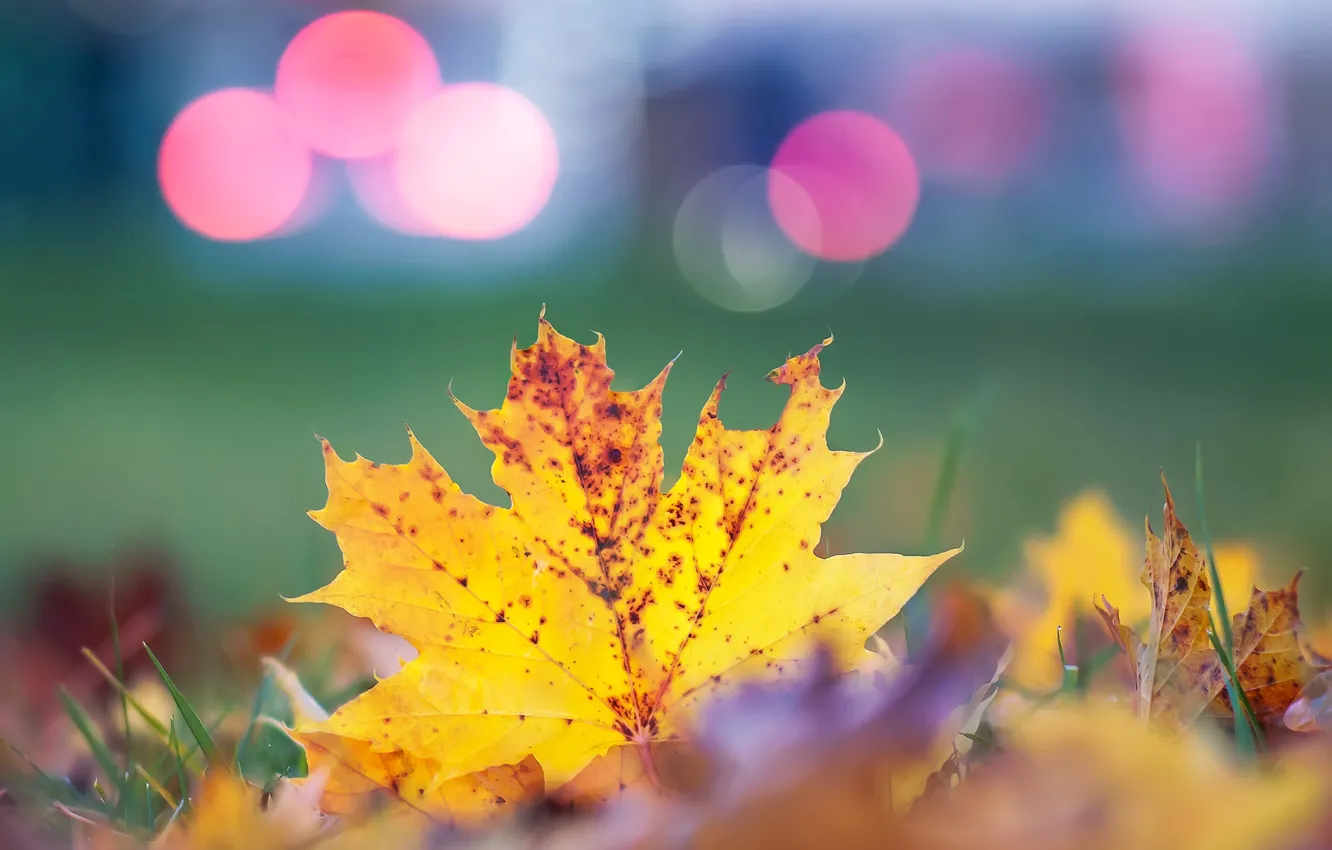 Photo wallpaper autumn, leaves, background