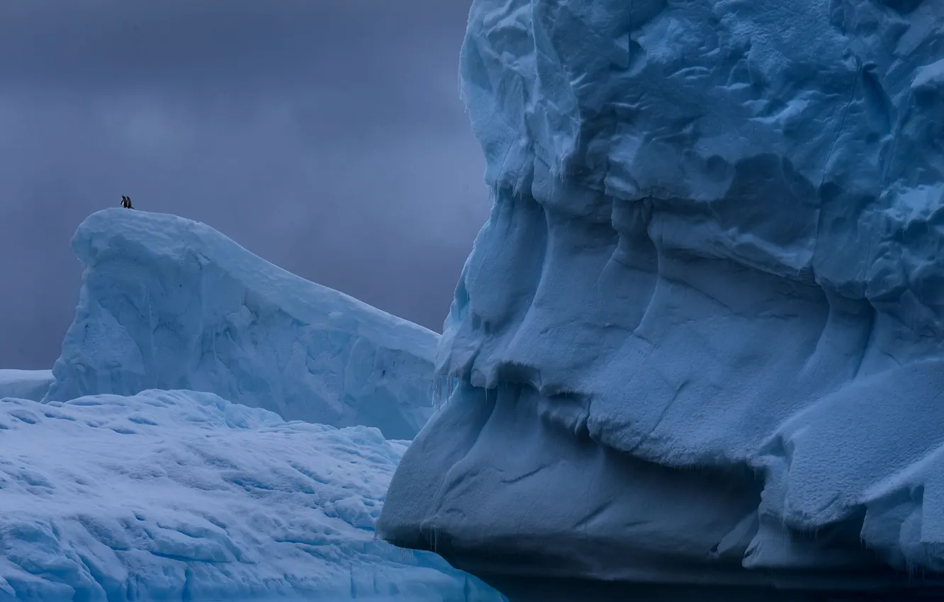 Photo wallpaper ice, winter, the sky, snow, clouds, bird, penguins, glacier