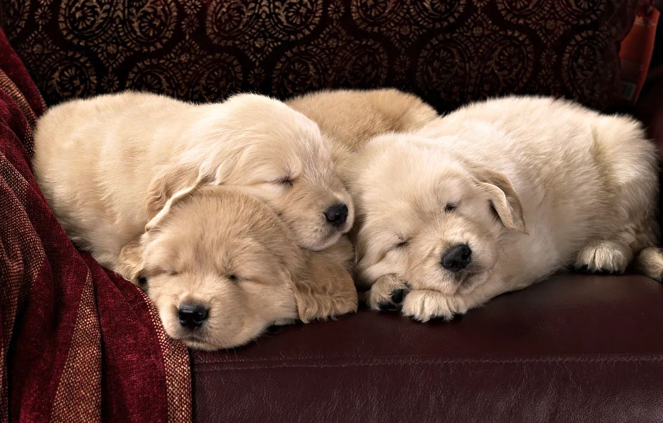 Photo wallpaper sofa, leather, puppies, Labrador, Sony, sleep, breed, textiles