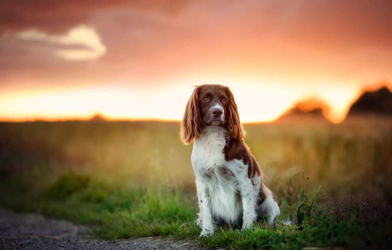 Photo wallpaper look, sunset, each, dog
