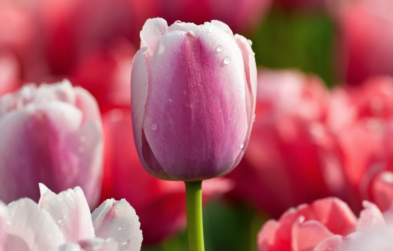 Photo wallpaper drops, macro, flowers, color, tulips, pink