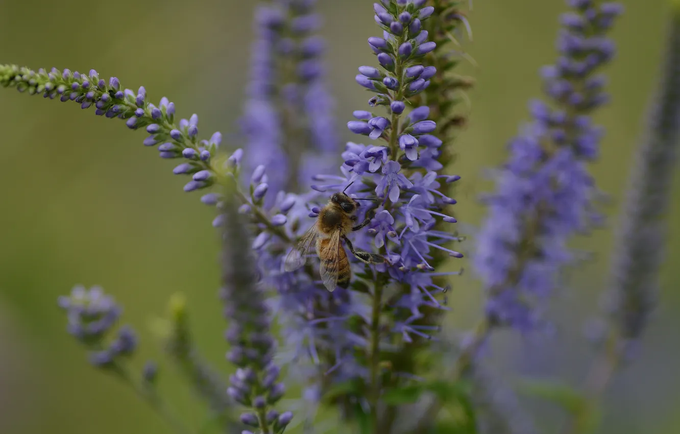 Photo wallpaper summer, macro, flowers, nature, bee, background