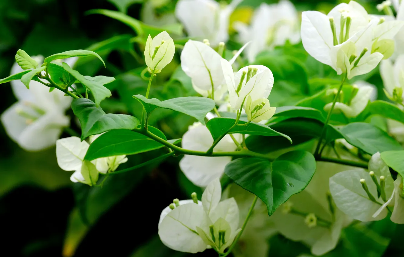 Photo wallpaper greens, leaves, flowers, branches, white, flowering, bokeh, bougainvillea