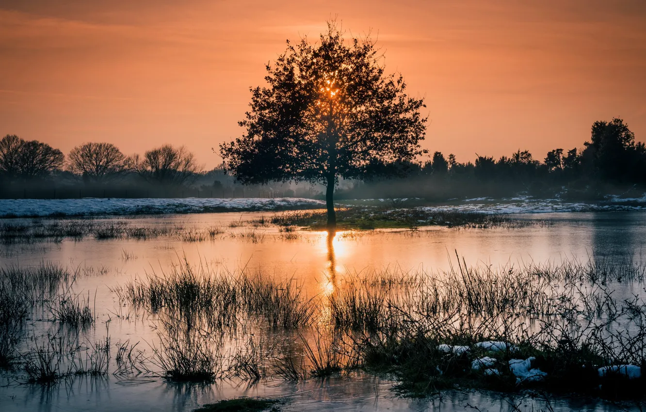 Photo wallpaper trees, nature, morning