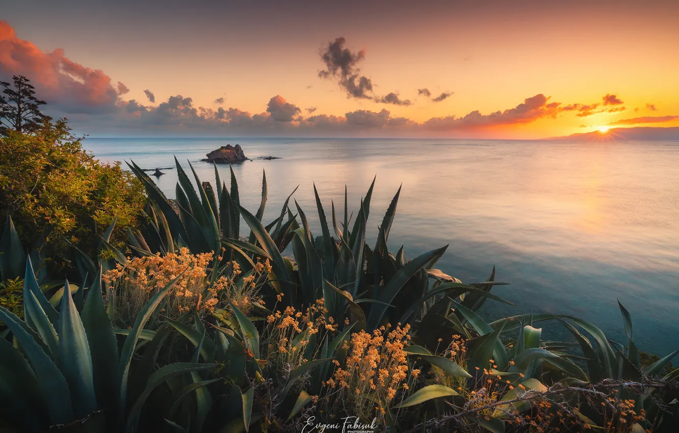 Photo wallpaper sea, sunset, the evening, agave