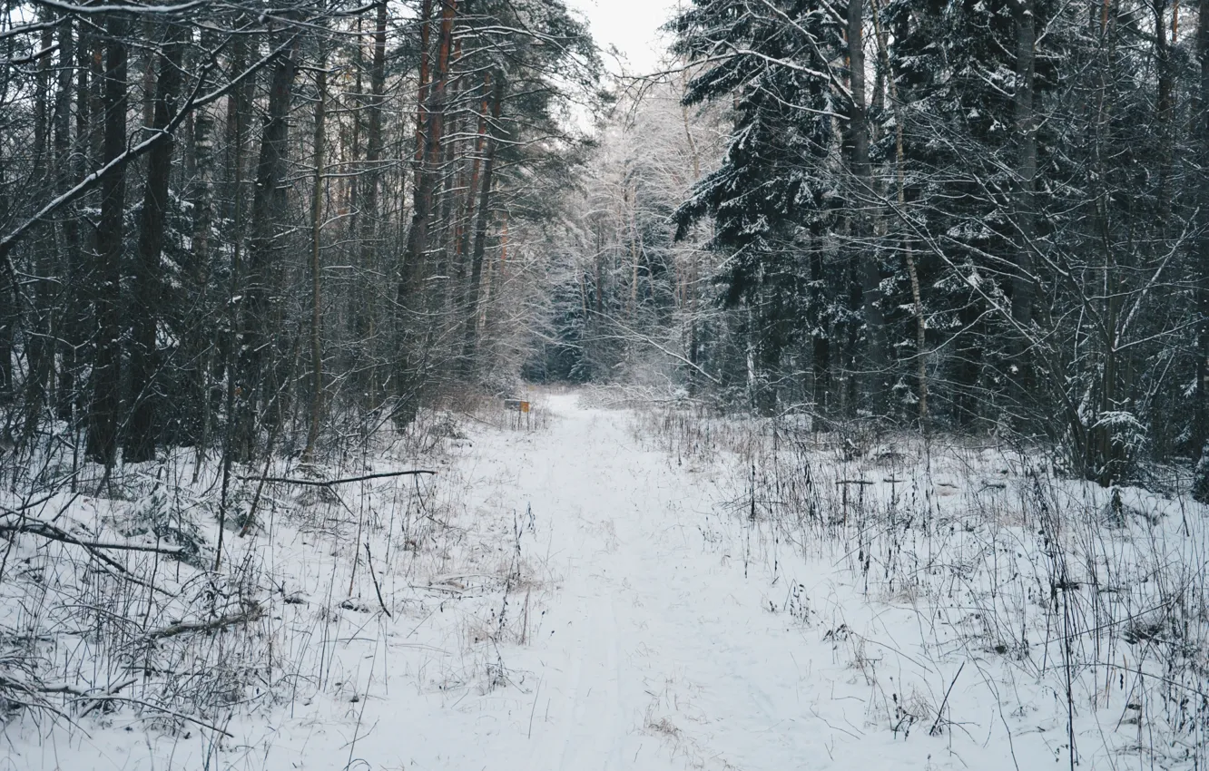 Photo wallpaper forest, snow, the atmosphere, Winter