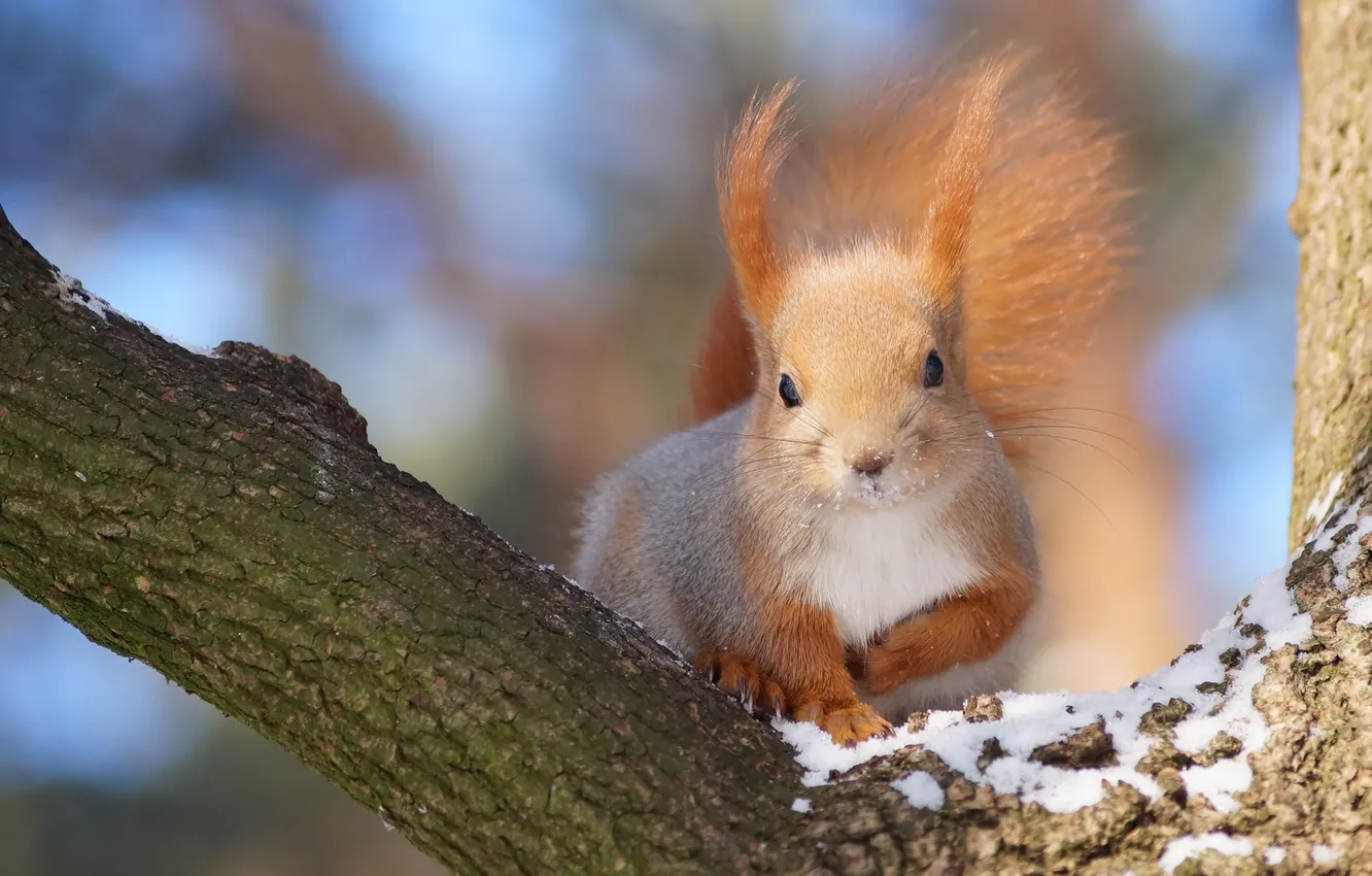 Photo wallpaper snow, trees, protein, red, face, Alexey Cheplenko