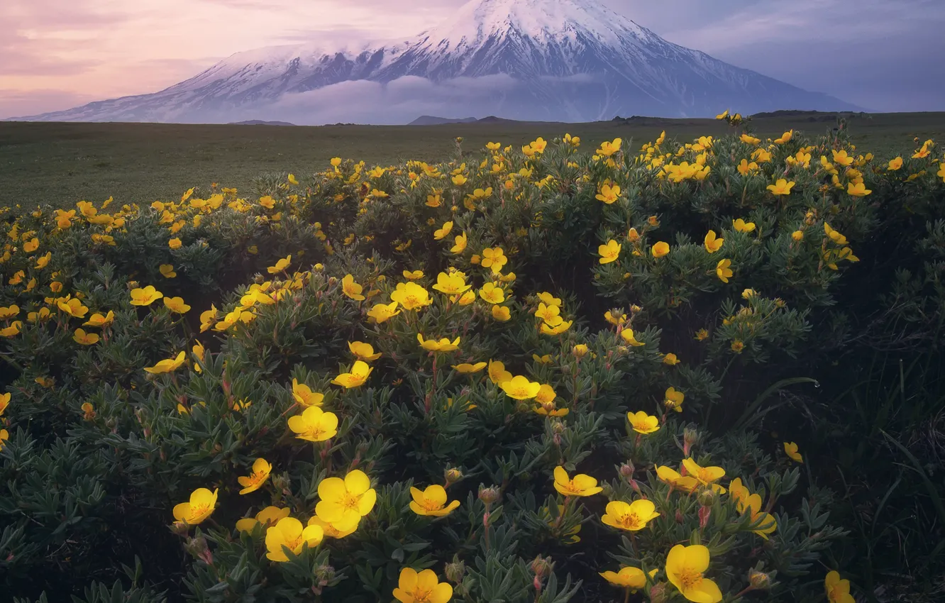 Photo wallpaper landscape, flowers, nature, the volcano, Kamchatka, Anna Politova