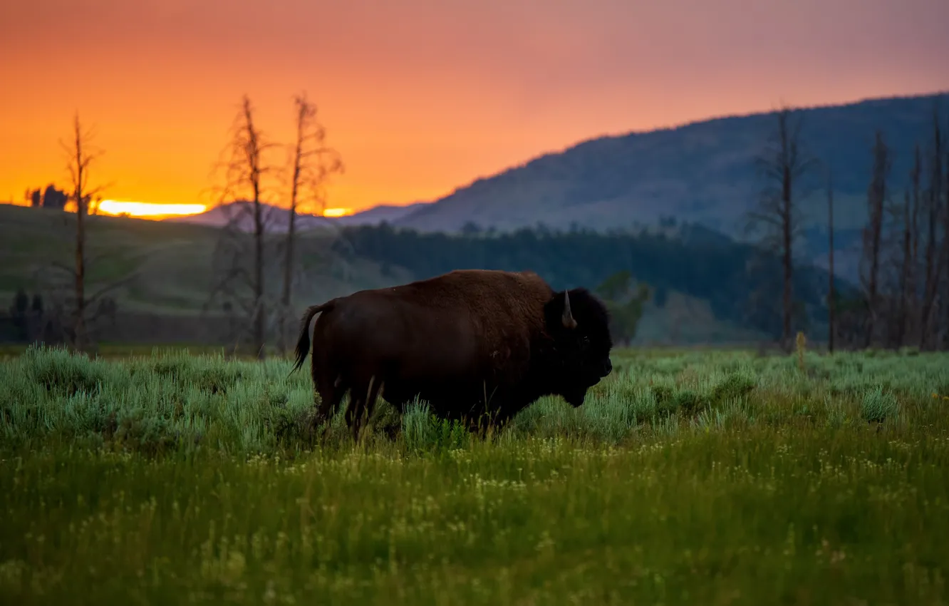 Photo wallpaper field, forest, grass, sunset, mountains, bull, Buffalo