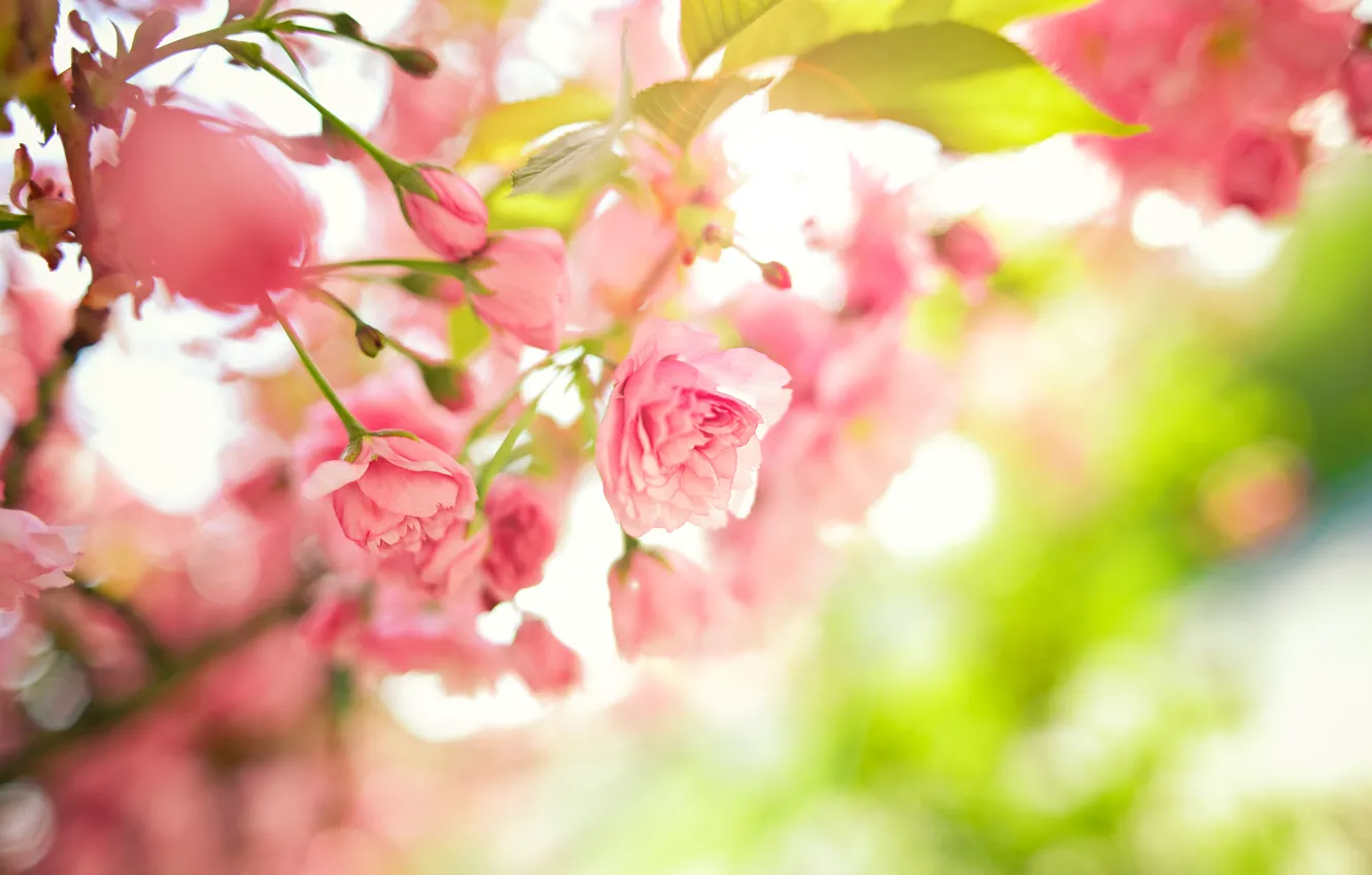 Photo wallpaper leaves, flowers, branches, tree, spring, pink