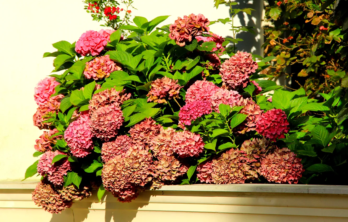 Photo wallpaper flower, blooming, hydrangea