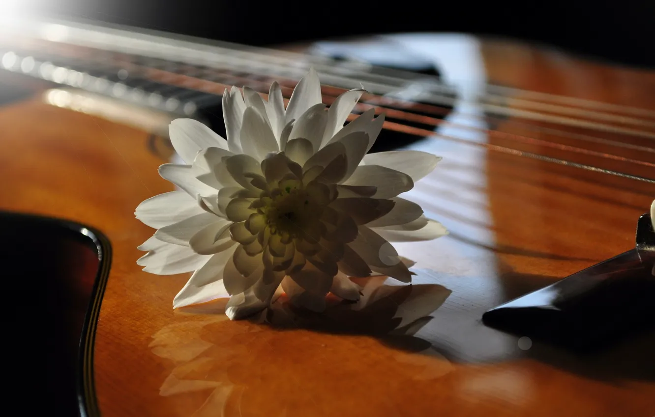 Photo wallpaper flower, music, guitar