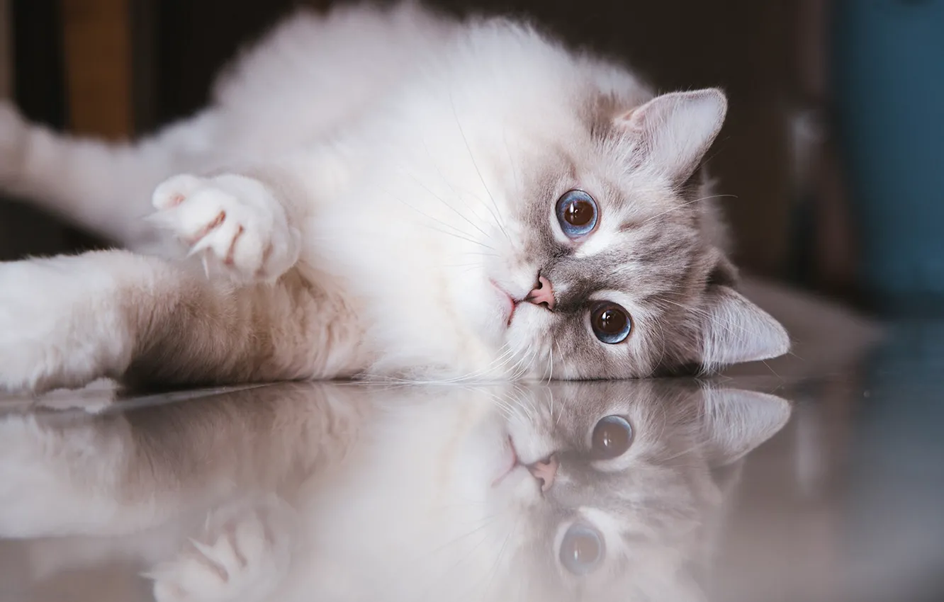 Photo wallpaper cat, cat, look, pose, face