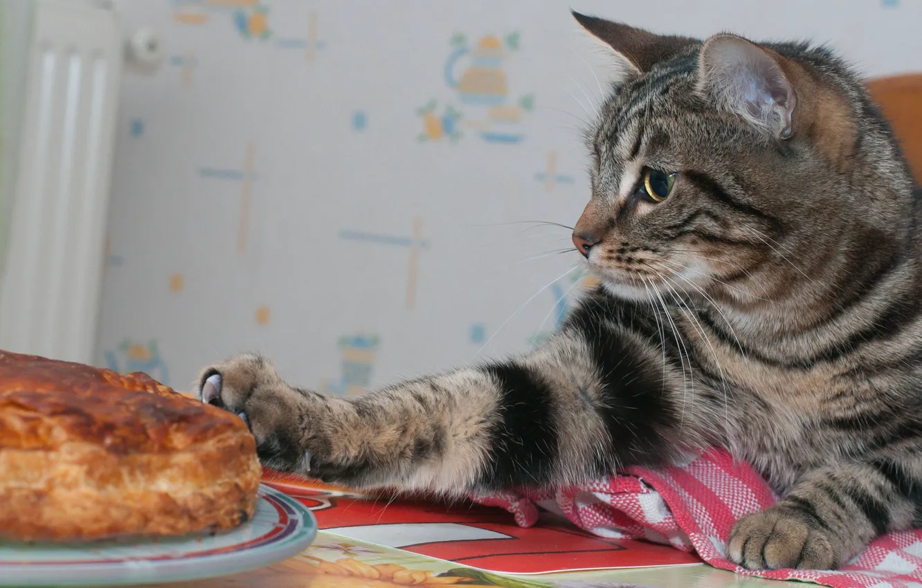 Photo wallpaper cat, cat, pie