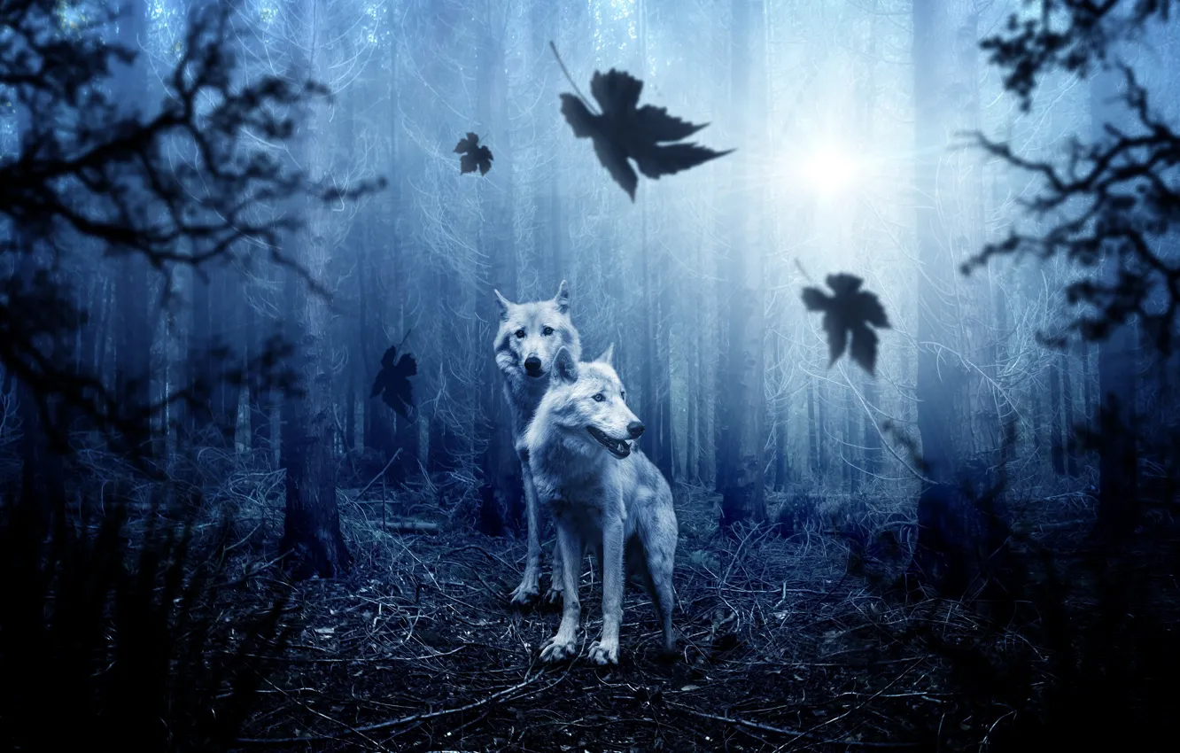 Photo wallpaper forest, grass, leaves, trees, branches, blue, wolves, the rays of the sun