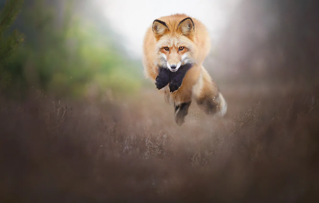 Photo wallpaper jump, Fox, red, bokeh