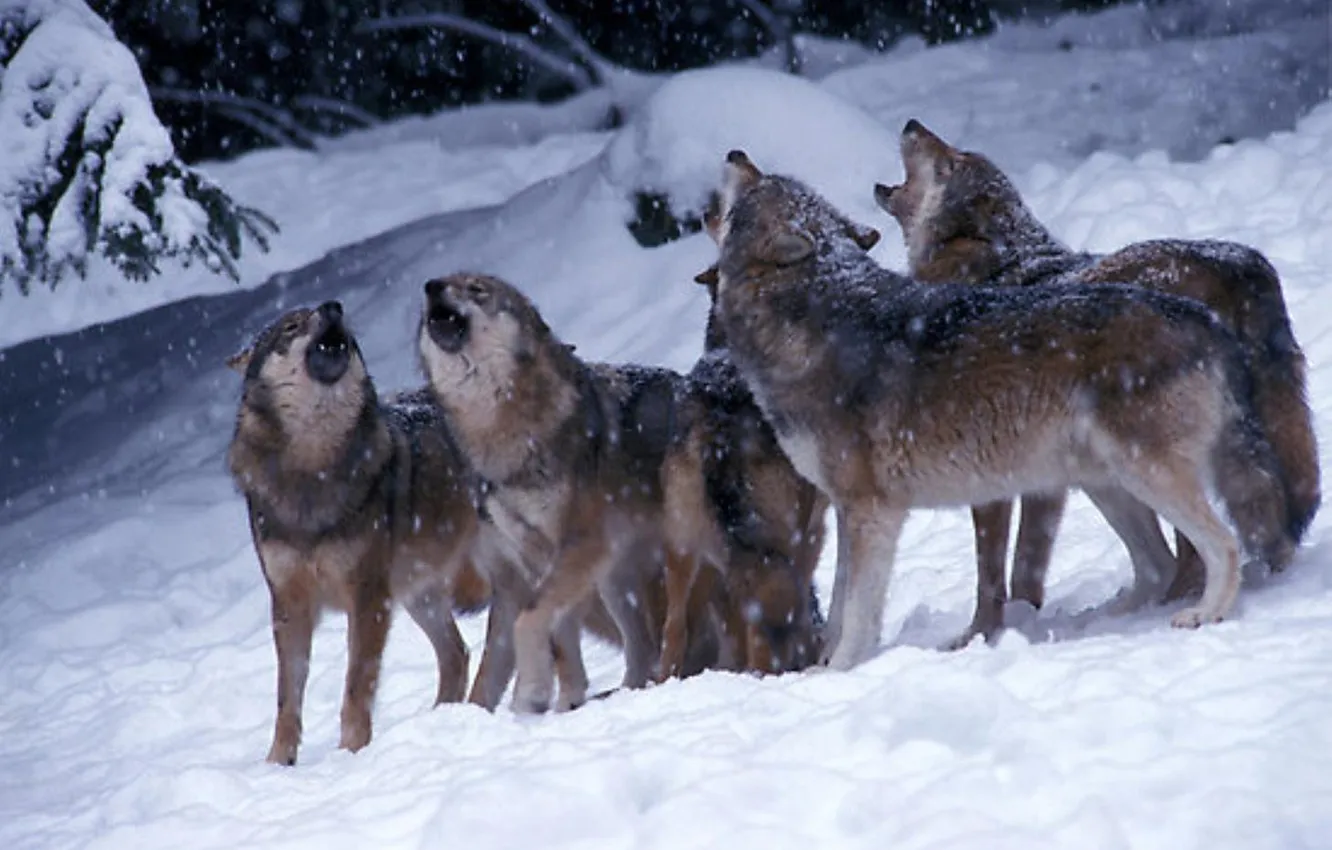 Photo wallpaper Predator, nature, animal, wolf, wildlife, portrait, portrait., Canis lupus. face