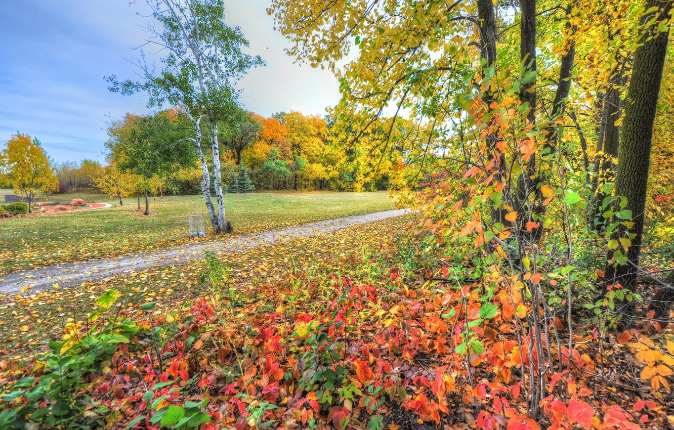Photo wallpaper autumn, the sky, grass, leaves, trees, Park, track