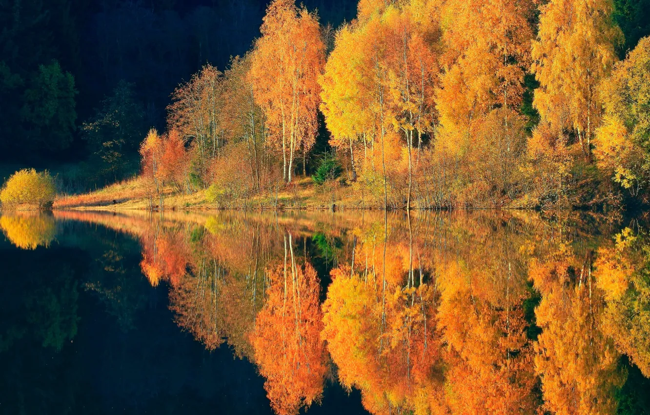 Photo wallpaper autumn, forest, reflection, trees, nature, river, paint
