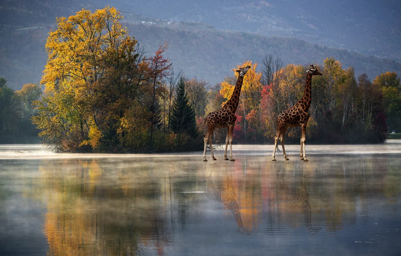 Photo wallpaper autumn, trees, reflection, rendering, giraffe, pond