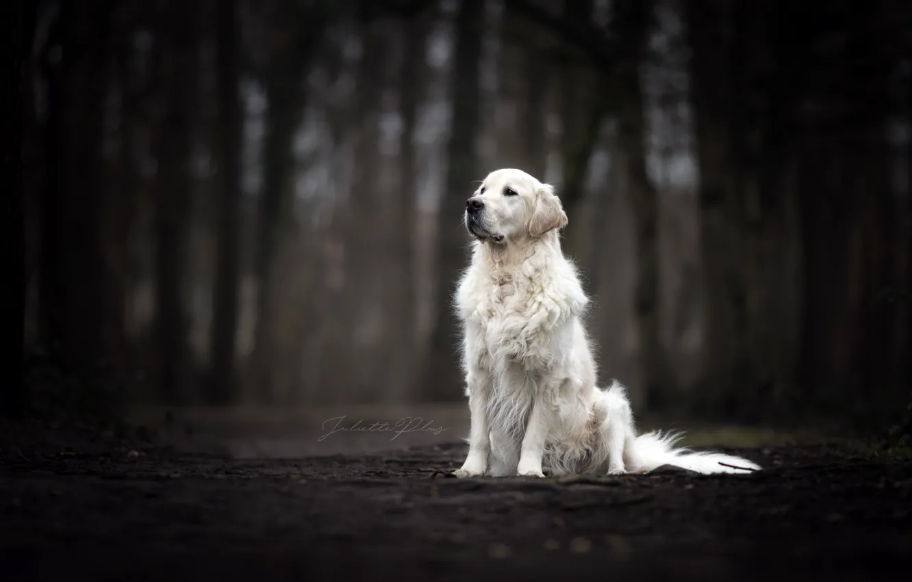 Photo wallpaper look, each, dog