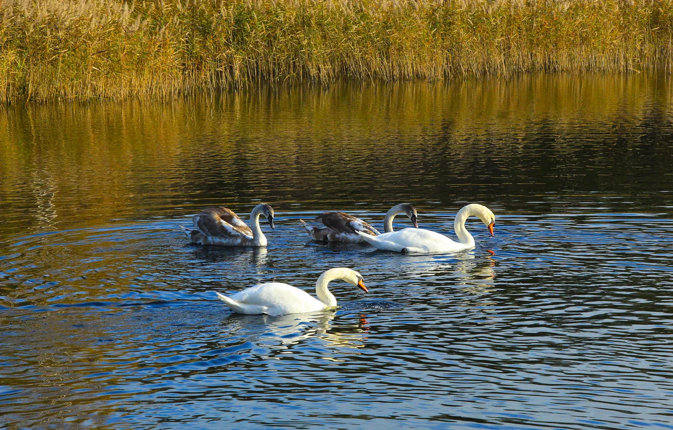 Photo wallpaper swan, bird, water, lake, swim