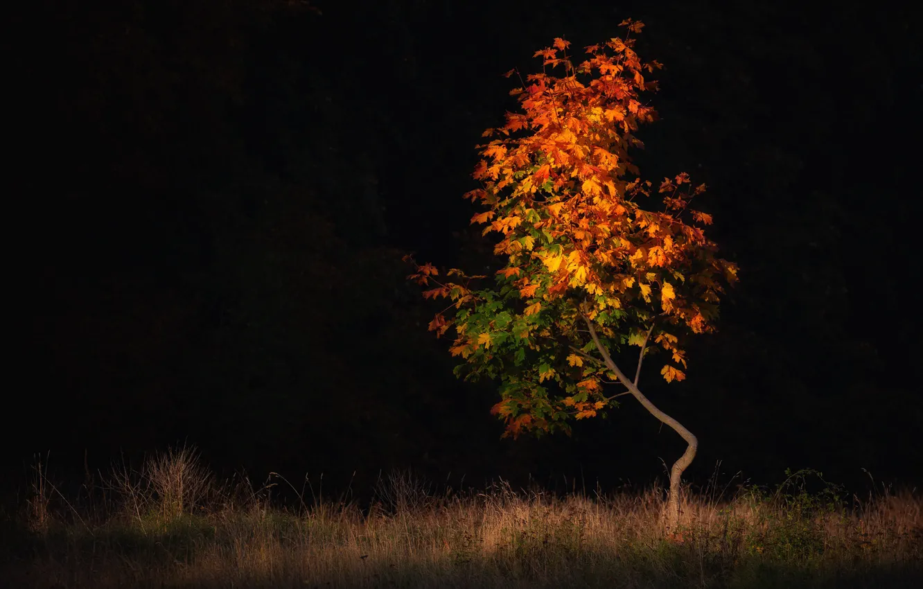 Photo wallpaper field, autumn, forest, Park, the dark background, tree, foliage, maple