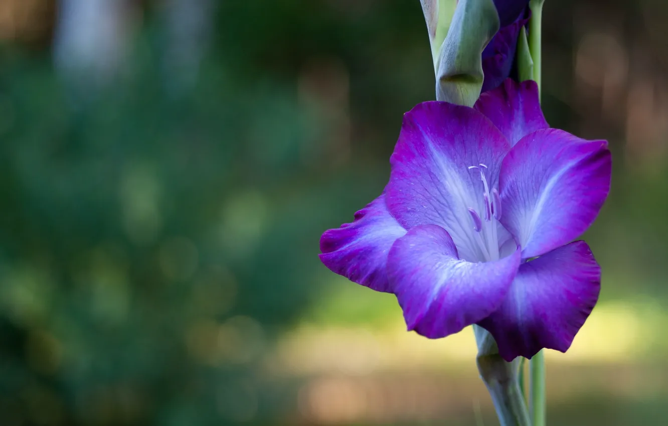 Photo wallpaper flowers, gladiolus, green background, lilac, bokeh
