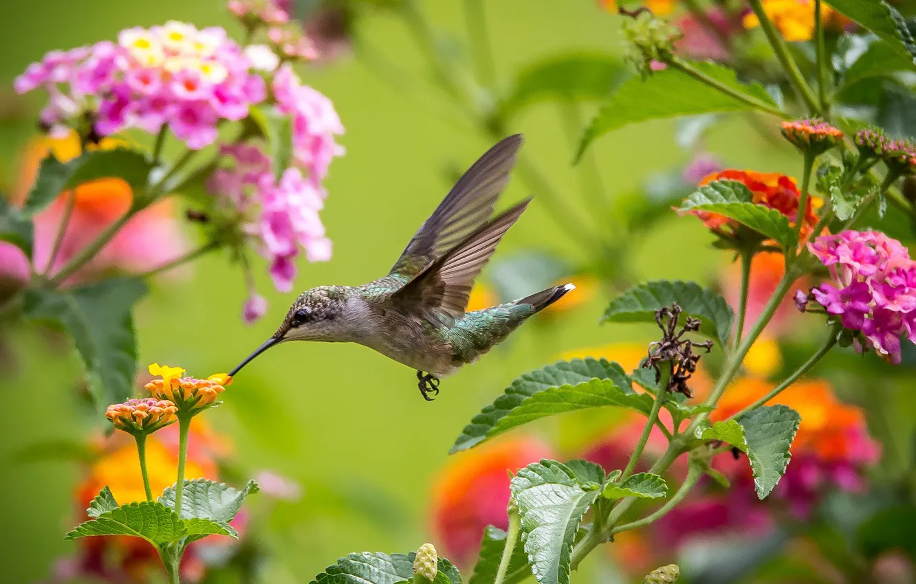 Photo wallpaper flight, flowers, wings, Hummingbird