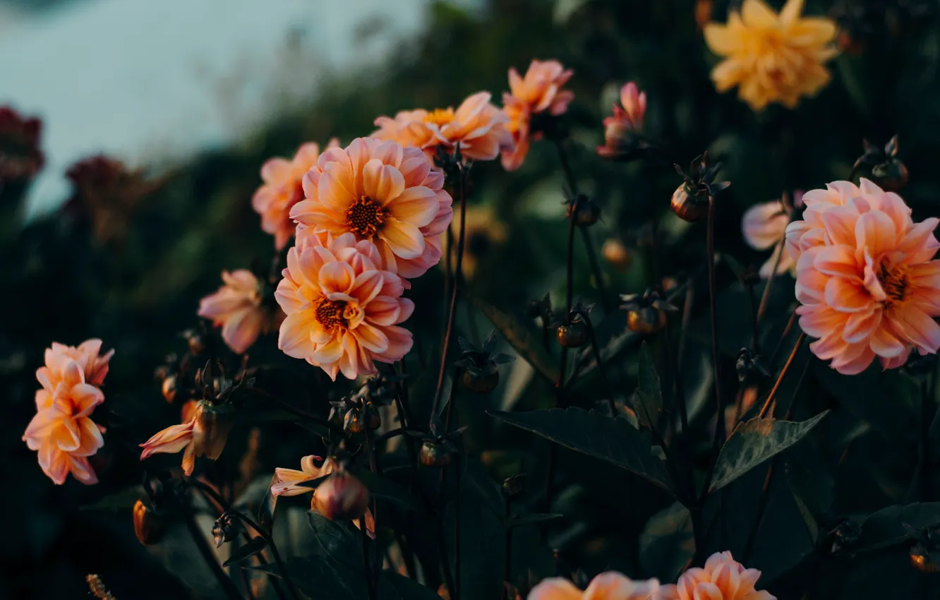 Photo wallpaper flowers, nature, blurred background