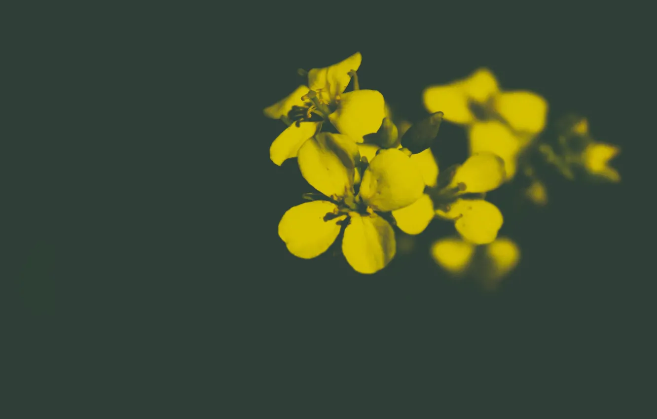 Photo wallpaper flowers, the dark background, blurred background