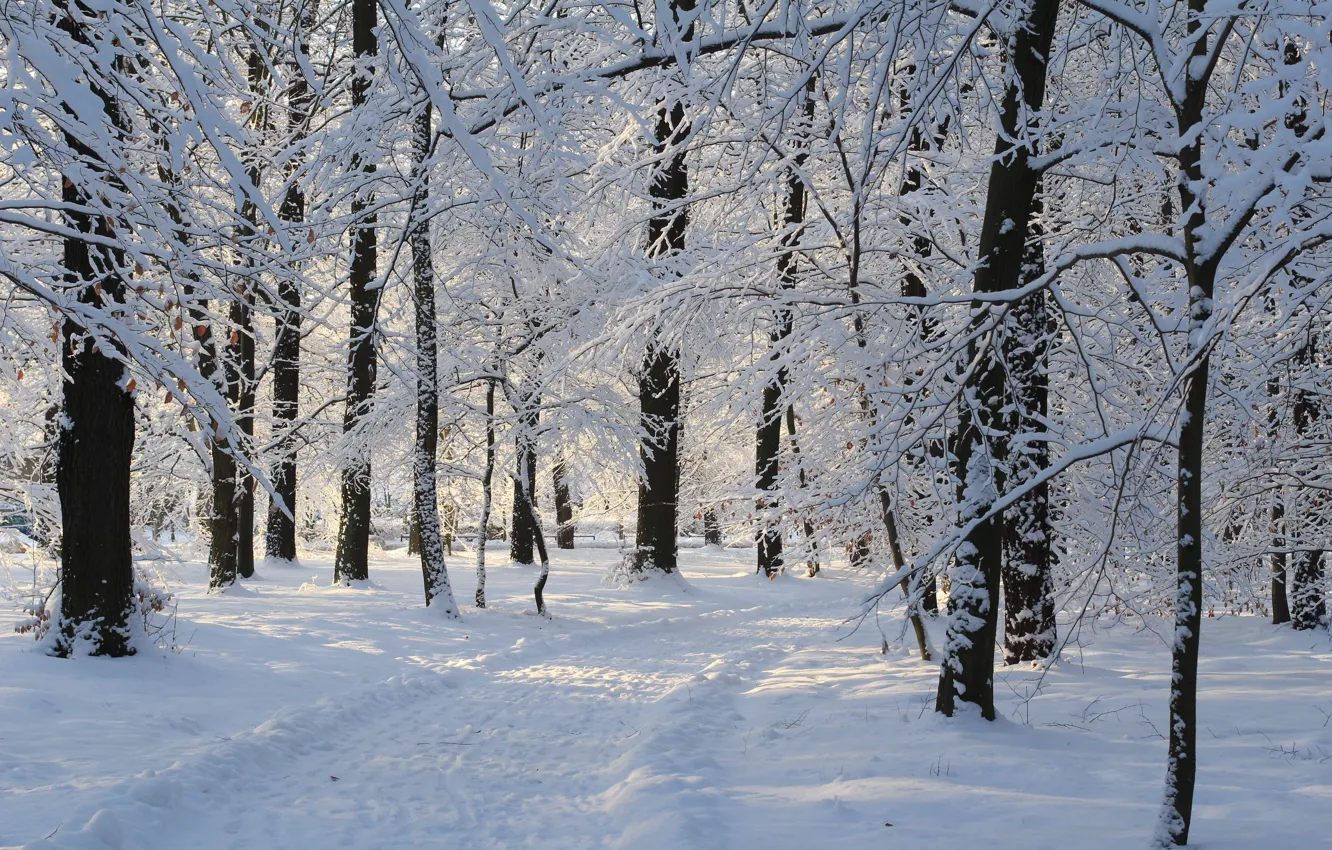 Photo wallpaper Winter, Snow, Park, Track, Winter, Park, Snow, Trees