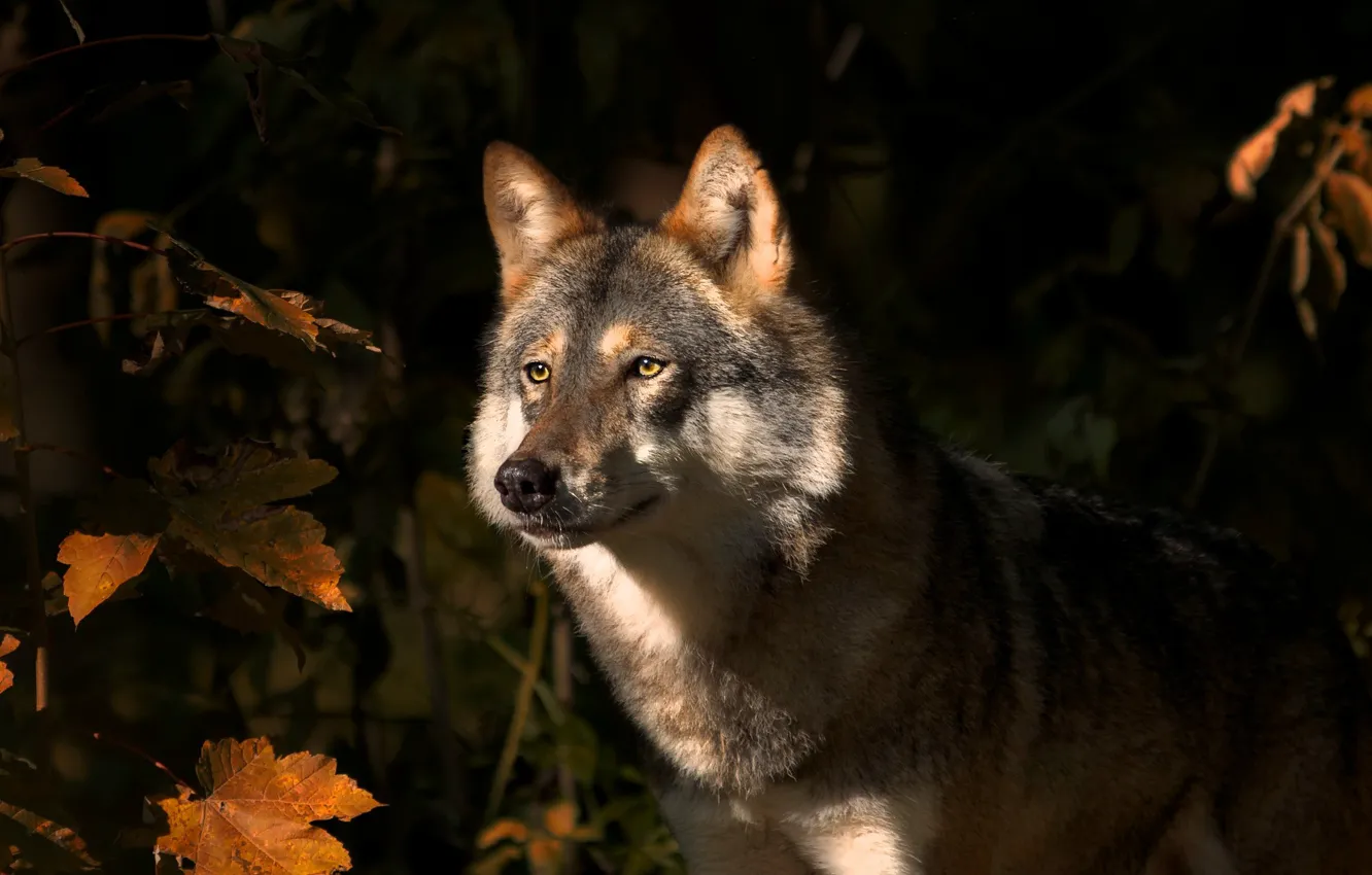 Photo wallpaper autumn, leaves, nature, animal, wolf, predator, maple
